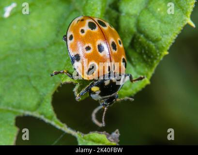 Ladybird con gli occhi, longa di Ladybird (Anatis ocellata), siede su una foglia, Germania Foto Stock