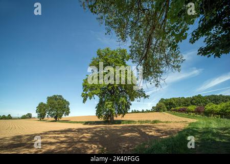 Quercia (Quercus spec.), querce antiche vicino a Reichertshausen, Germania, Baviera, alta Baviera, alta Baviera Foto Stock