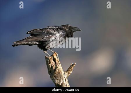 Corvo comune (Corvus corax), arroccato su legno morto, Spagna, Katalonia, Solsona Foto Stock