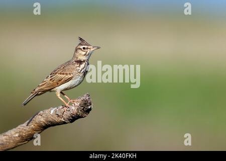 Larice crestato (Galerida cristata), arroccato su legno morto, Spagna, Katalonia, Montgai Foto Stock