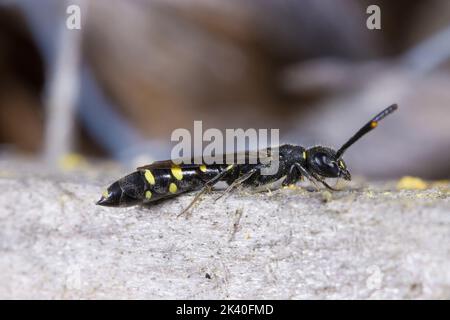 Comune europeo zaffygid wasp (Sapyga clavicornis, Monosapyga clavicornis), femmina, Germania Foto Stock