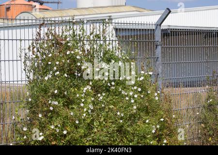 Campo indweed, campo mattina-gloria, piccolo indweed (Convolvulus arvensis), intrecciando su una recinzione, Germania Foto Stock