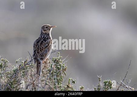 Il larice di dupont (Chershofilus duponi), arbusto nella steppa, Spagna, Katalonia, Belchite Foto Stock