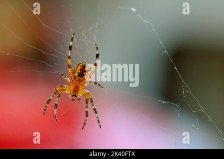 Croce orbitale, ragno giardino europeo, crociera (Araneus diadematus), in ciottoli, vista dal basso, Germania, Nord Reno-Westfalia Foto Stock