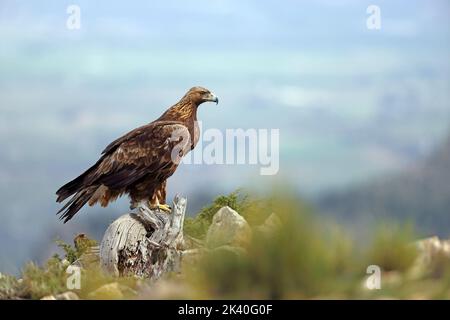 Aquila reale (Aquila chrysaetos), sorge su un albero morto nella catena montuosa della Sierra Espuna, Spagna, Murcia Foto Stock