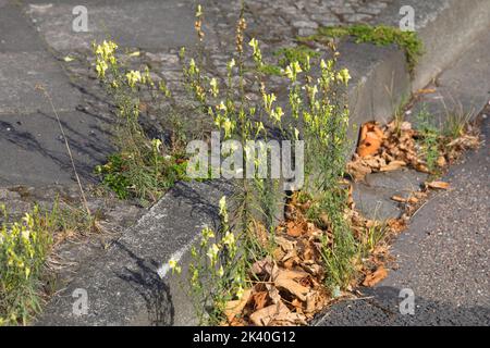 Toadflax comune, toadflax giallo, ramsted, burro e uova (Linaria vulgaris), coltivati nella ghiaia, Germania Foto Stock