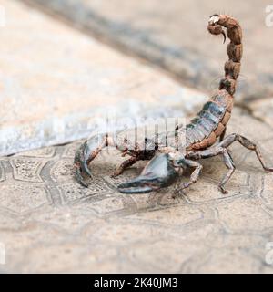 scorpione nero pronto a colpire con la coda pungente, coperto di fango in piedi a terra in una mattinata luminosa Foto Stock