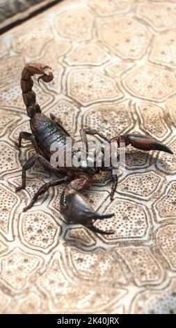 scorpione nero pronto a colpire con la coda pungente, coperto di fango in piedi a terra in una mattinata luminosa Foto Stock