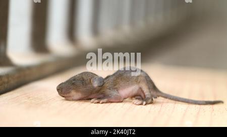 un bambino piccolo cute del ratto neonato che posa dormire isolato su un tavolo di legno Foto Stock