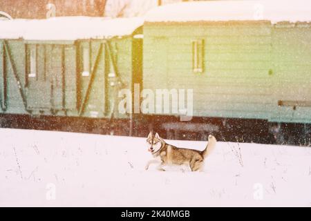 Young Husky corre giocosamente attraverso le nevicate contro lo sfondo delle vetture ferroviarie. Gioco di cani all'aperto nella neve, inverno. Husky durante la passeggiata invernale Foto Stock