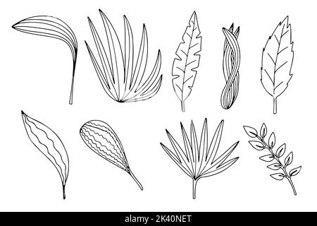 Diversi tipi di foglie isolate su sfondo bianco. Illustrazioni di foglie di palma vettoriali, monstera e altre piante Illustrazione Vettoriale