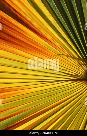 variegata foglia di palma colorata per sfondi Foto Stock