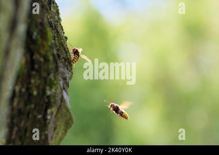Hornets sul tronco di melo in campagna. Entomologia, insetti Foto Stock