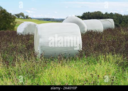 Balle di fieno rotonde in involucro di plastica in un campo di erba medica noto anche come erba medica. Concetti di pascolo, insilato, agricoltura e agricoltura Foto Stock