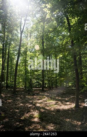 Vista in una fitta foresta decidua in un'area boschiva nella foresta di Palatinato, nel sud della Germania Foto Stock
