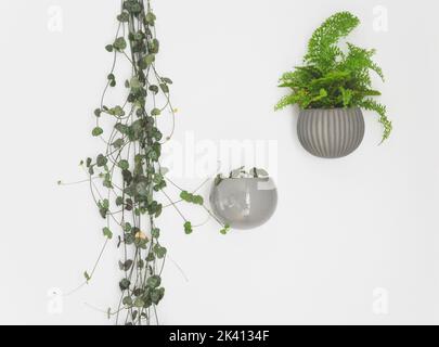 Tre piante da casa su uno sfondo bianco - un Fluffle Fern, una corda di ascoltare e una piccola pilea peperomidoides pianta di anguria in pentole magnetiche Foto Stock