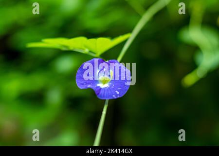 Asian pigeonwings fiore fiore blu pisello farfalla natura Clitoria ternatea. Il fiore di pisello della farfalla è inoltre medicina di erbe grande. Foto Stock