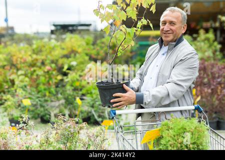 Uomo che sceglie giovani pianta nel mercato Foto Stock