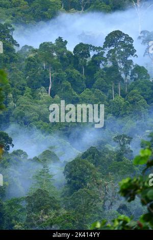 Borneo Jungle nella nebbia mattutina. Sabah, Malesia Foto Stock