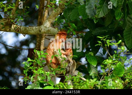 Proboscis Monkey (Nasalis larvatus) femmina con bambino in un albero. Fiume Kinabatangan, Sabah, Borneo Foto Stock