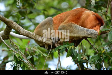 Proboscis Monkey (Nasalis larvatus) dominante maschile mangiare foglie in un albero. Fiume Kinabatangan, Sabah, Borneo. Foto Stock