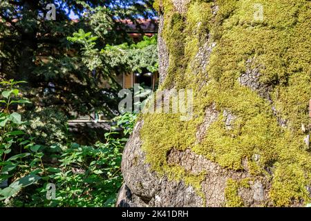 Lichene verde, xantoria parietina, su corteccia di albero grigio. Primo piano di funghi, muschio che cresce su superficie di legno. Piante verdi, sfondo casa greca. Foto Stock