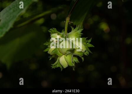 Nocciole verdi non mature filberts ciottoli su gambo attaccato all'albero del nocciolo Foto Stock