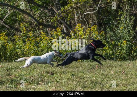 Due cani che corrono in un campo Foto Stock