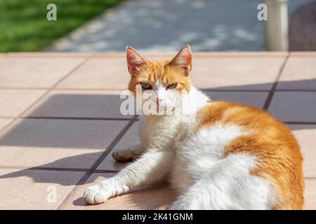 Gatto bianco e arancione guardando la macchina fotografica mentre sdraiato su pavimento piastrellato all'aperto sotto il sole Foto Stock