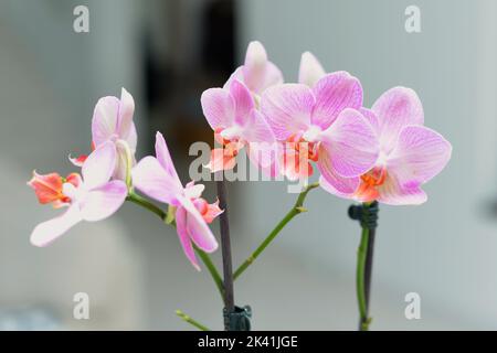 Primo piano delle orchidee rosa di bellezza Foto Stock