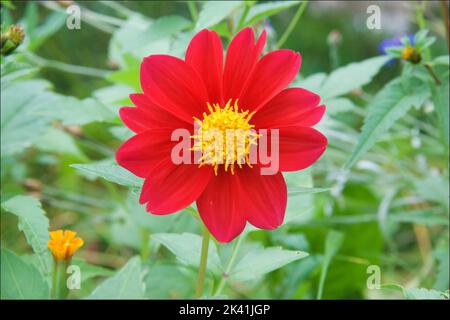 Singola zinnia rossa Foto Stock