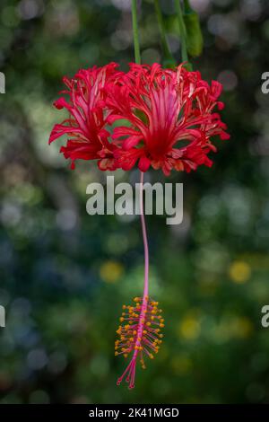 Vista in primo piano del fiore rosso arancio di hibiscus schizopetalus aka lanterna giapponese, hibiscus corallo o hibiscus ragno all'aperto su sfondo naturale Foto Stock