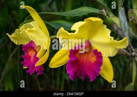 Vista in primo piano di splendidi fiori d'orchidea ibridi color giallo e viola su sfondo naturale Foto Stock