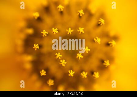 Fiori particolari di topinambur carciofo, Helianthus tuberosus, unroot, girasole, girasole selvatiche, Topinambur, mela di terra, nativa del Nord America centrale Foto Stock