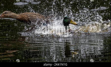 Mallard anatra (Anas platyrhynchos) aggressivamente e ripetutamente immersioni e la superficie di un mallardo femminile che deve muoversi fuori della strada, Inghilterra, Regno Unito Foto Stock