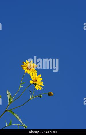 Fiori particolari di topinambur carciofo, Helianthus tuberosus, unroot, girasole, girasole selvatiche, Topinambur, mela di terra, nativa del Nord America centrale Foto Stock