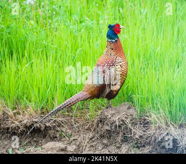 Ringneck Pheasant (Phasianus colchicus) Foto Stock
