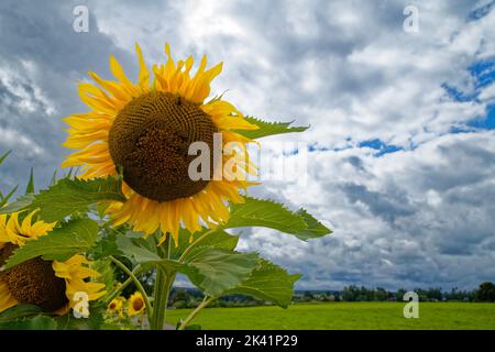 Girasole vicino Zavelstein (parte di Bad Teinach-Zavelstein) nella Foresta Nera settentrionale, distretto di Calw, Germania Foto Stock