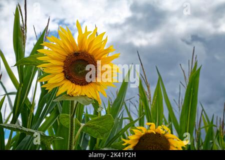 Girasole (di fronte alle piante di mais) nei pressi di Zavelstein (parte di Bad Teinach-Zavelstein) nella Foresta Nera settentrionale, distretto di Calw, Germania Foto Stock