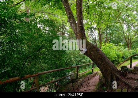 Sentiero vicino alla rovina del castello di Zavelstein (parte di Bad Teinach-Zavelstein) nella Foresta Nera settentrionale, distretto di Calw, Germania Foto Stock