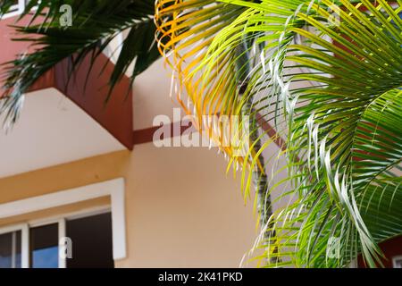 Vista esterna di villa tropicale, architettura moderna e piante tropicali. Foto Stock