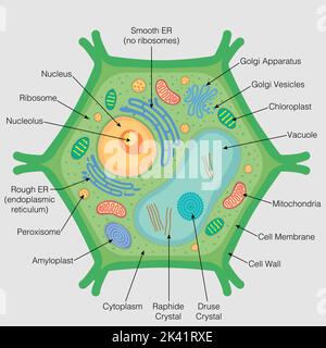 La figura mostra le parti della cella vegetale con i loro nomi su sfondo grigio. Immagine vettoriale Illustrazione Vettoriale