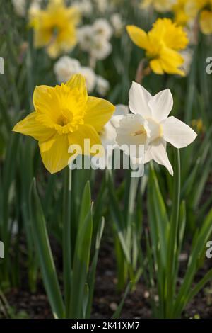 Narcissus daffodil fiorisce fiori, fiore primaverile pianta perenne della famiglia amaryllis Amaryllidaceae. Foto Stock