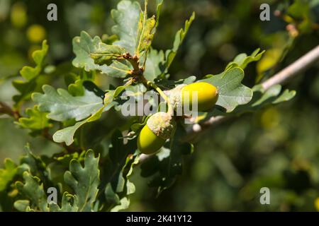 L'acorno di quercia inglese, o nocciola, con fogliame di foglie, noce di querce e parenti (generi Quercus e Litocarpus, famiglia Fagaceae) Foto Stock