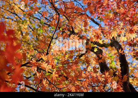 Foglie di acero giapponese luminose e colorate durante l'autunno, Foto Stock