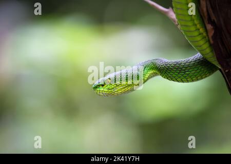 Close up grande-eyed Green rattlesnakes (Trimeresurus macrops) le specie endemiche del Sud-est asiatico Foto Stock