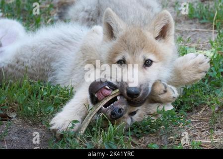 Cuccioli di lupo artico in gioco Foto Stock