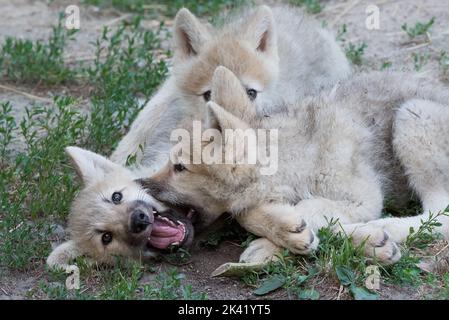 Cuccioli di lupo artico in gioco Foto Stock