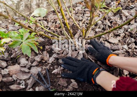 Giardino di pacciamatura caduta con pacciame di pino. Donna mette la corteccia intorno a cespuglio di rosa Foto Stock