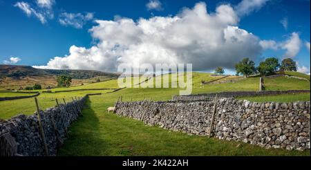 Splendida e vibrante vista panoramica delle colline brughiere sulle passeggiate e i cicli vicino a Burnsall con pareti di pietra arenaria calcarea che conducono al pascolo delle pecore Foto Stock